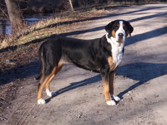 Grosser schweizer sennenhund