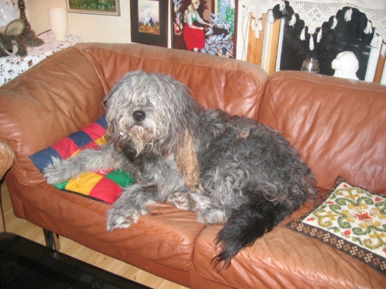 Bergamasco