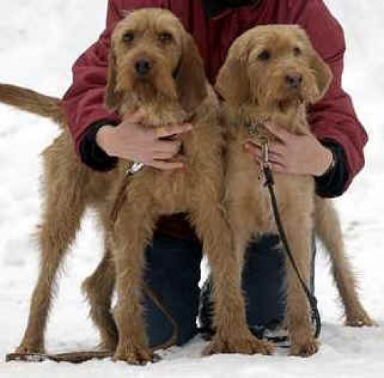 Griffon fauve de bretagne