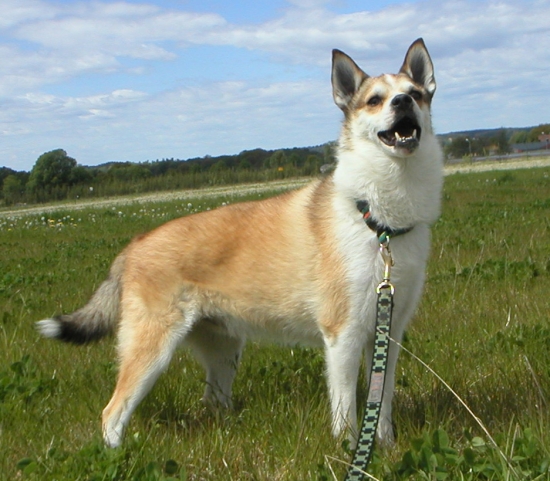 Norsk lundehund