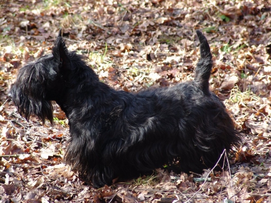 Skotsk terrier