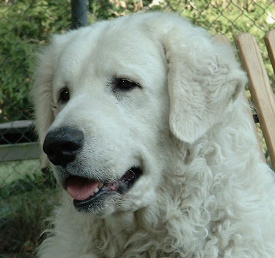 Kuvasz
