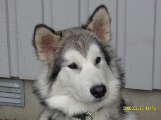 Alaskan malamute