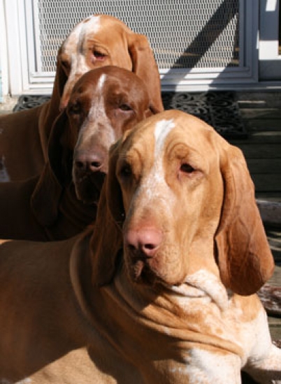 Bracco italiano