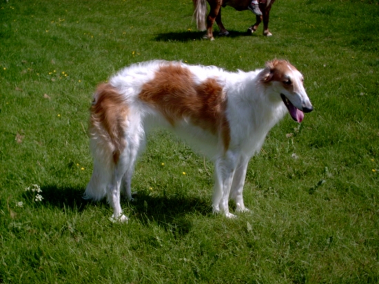 Borzoi