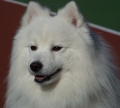 Bild på hund