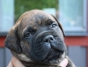 Bullmastiff valpar
