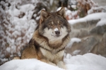 Svensk hybrid mellan varg och hund - en myt