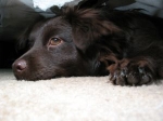 Dåliga upplevelser - svårare att få hunden rumsren