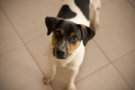 Träna hunden att bli rumsren - Del 2