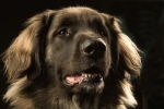 Hunden är inte tränad för att vara rumsren