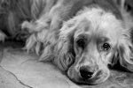 Medicinska orsaker till att hunden bajsar inne