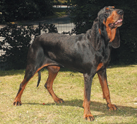 Bild på Black and tan coonhound