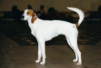 Bild på American Foxhound