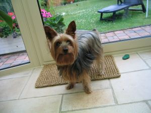 Yorkshire terrier vid ytterdörr