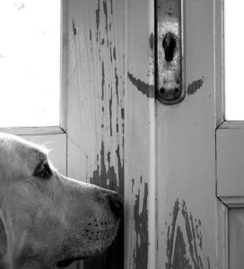 Ensam hund