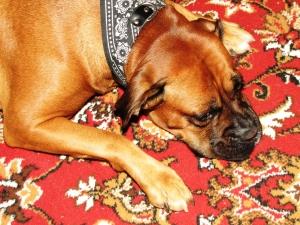 Hund ligger på matta