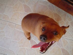 Uppspelt hund