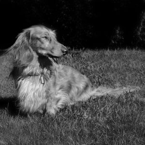 Äldre hund
