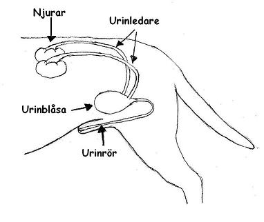 Anatomisk bild på hundens urinorgan
