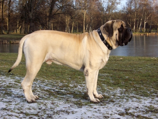 Mastiff