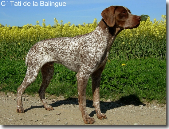 Braque francais, type pyrénées