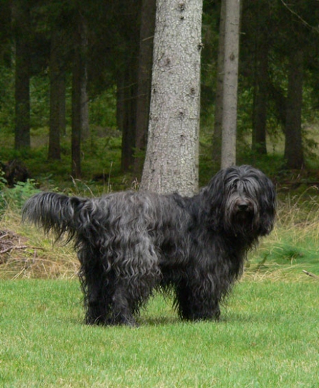 Schapendoes