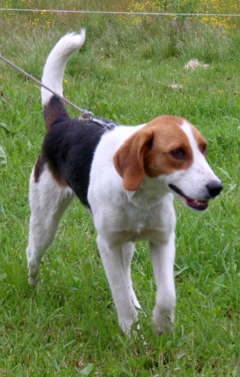 American foxhound