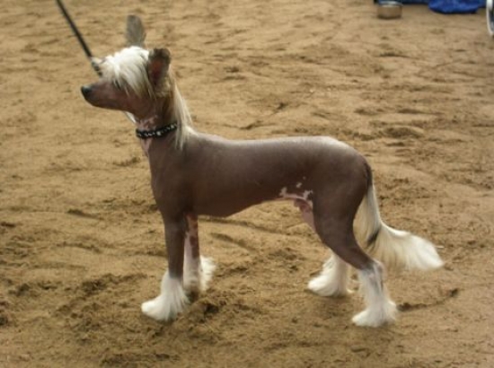 Chinese crested dog