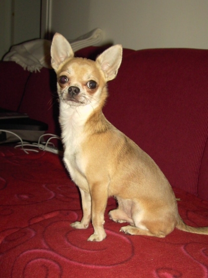 Chihuahua