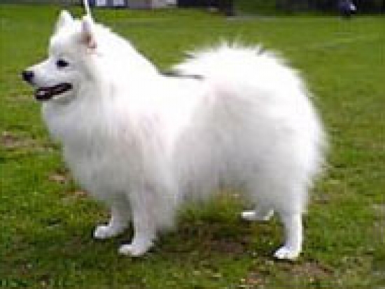 Japansk spets