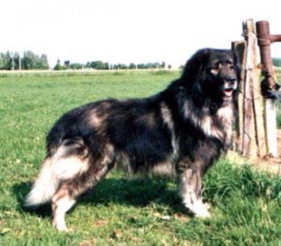 Sarplaninac