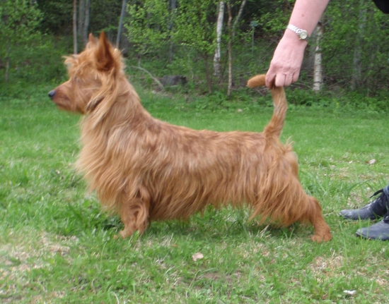 Australisk terrier