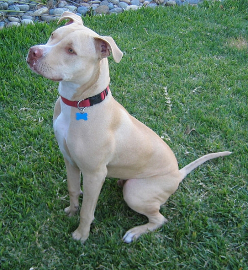 American pitbull terrier