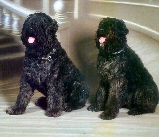 Bouvier des flandres