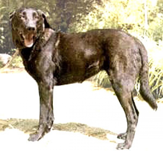 Cao de castro laboreiro