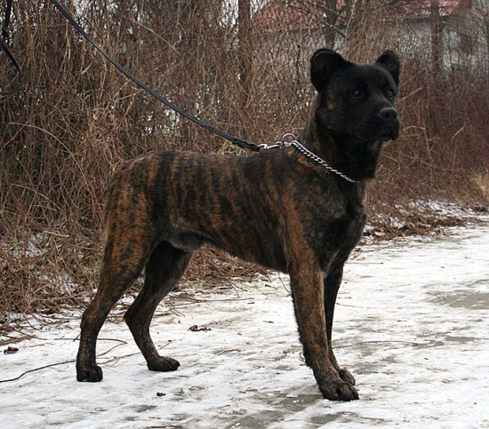 Cão fila de são miguel