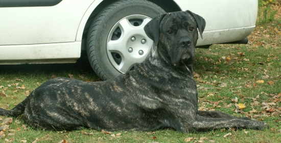 Cane corso