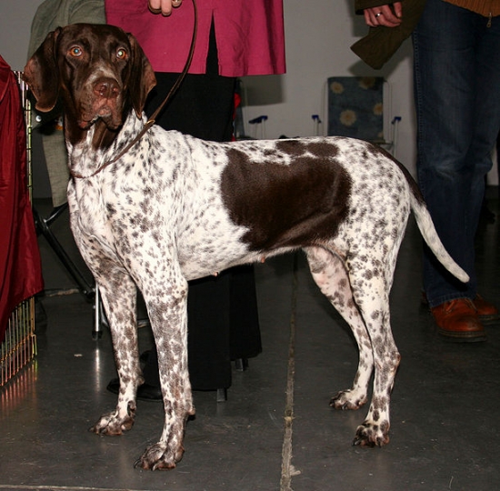 Gammel dansk hönsehund