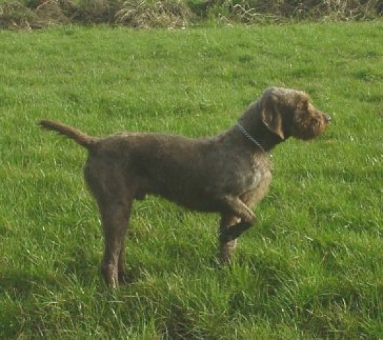 Pudelpointer