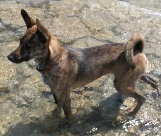 Taiwan dog
