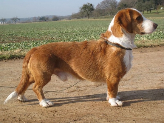 Westfälische dachsbracke