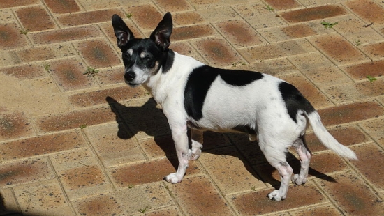 Tenterfield terrier