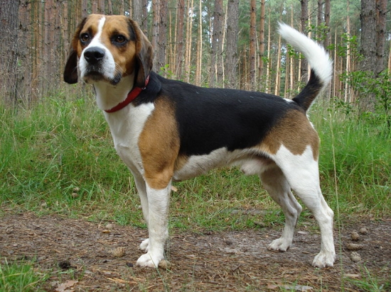 Beagle harrier