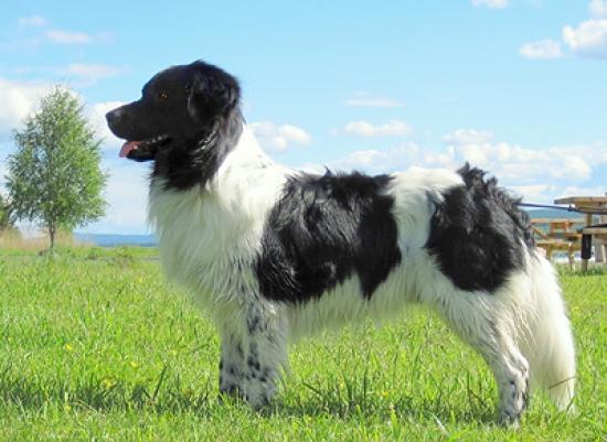 Stabyhoun
