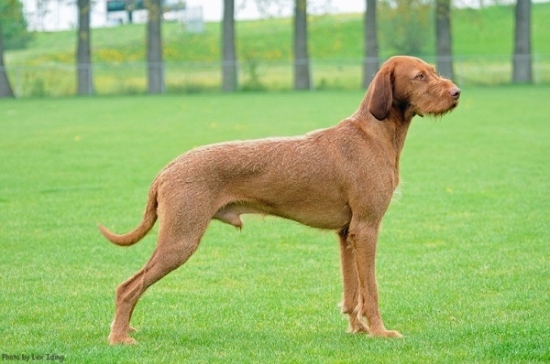 Ungersk vizsla, strävhårig