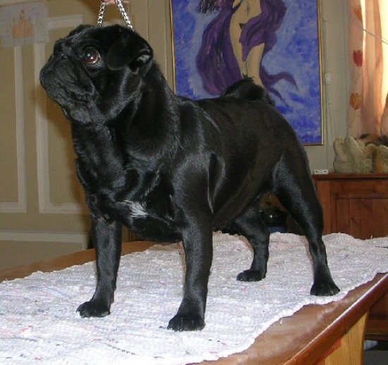 Mops