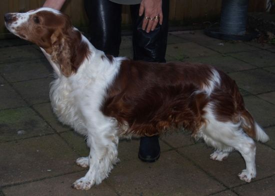 Welsh springer spaniel