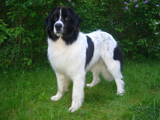 Landseer