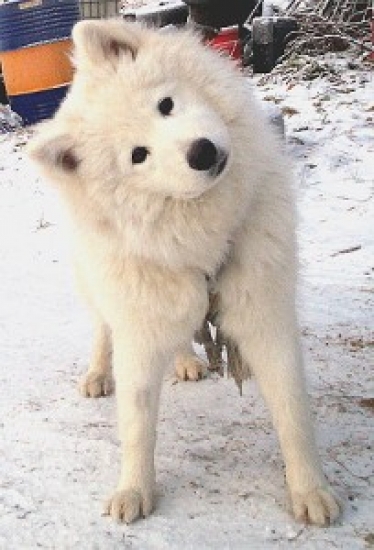 Samojedhund